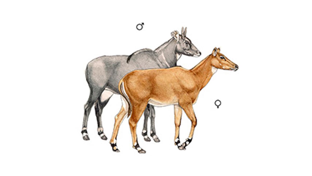 Illustration Nilgauantilope