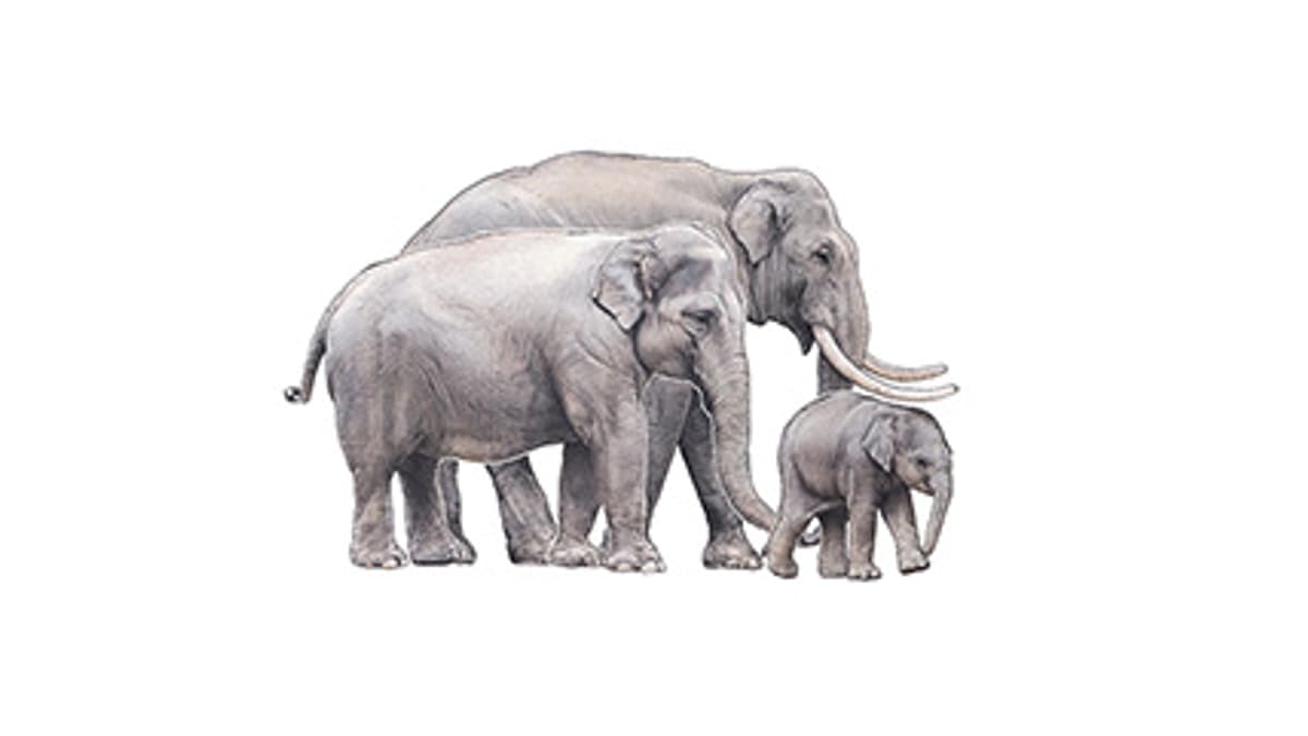 Illustration Asiatischer Elefant