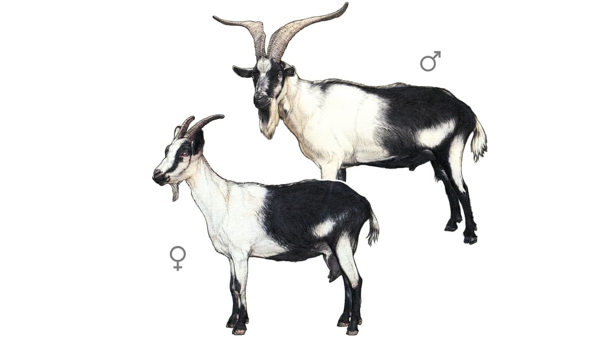 Illustration Pfauenziege