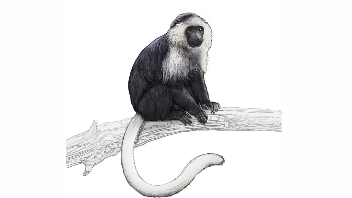 Illustration Bärenstummelaffe