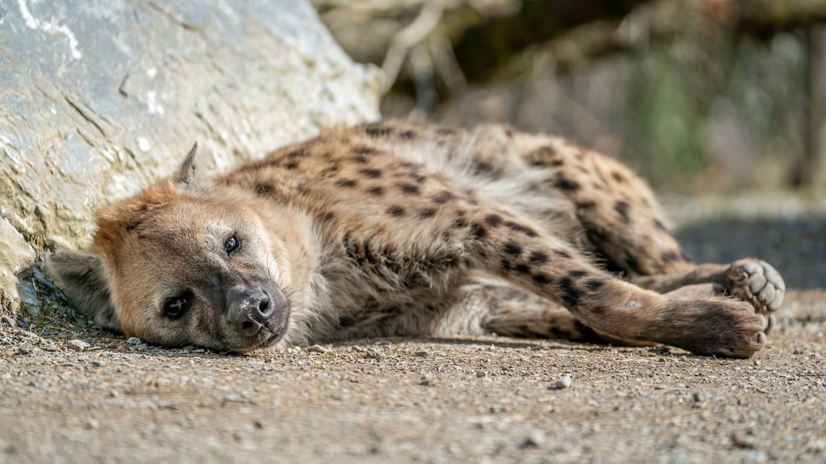 Spotted Hyena | Zoo Zürich