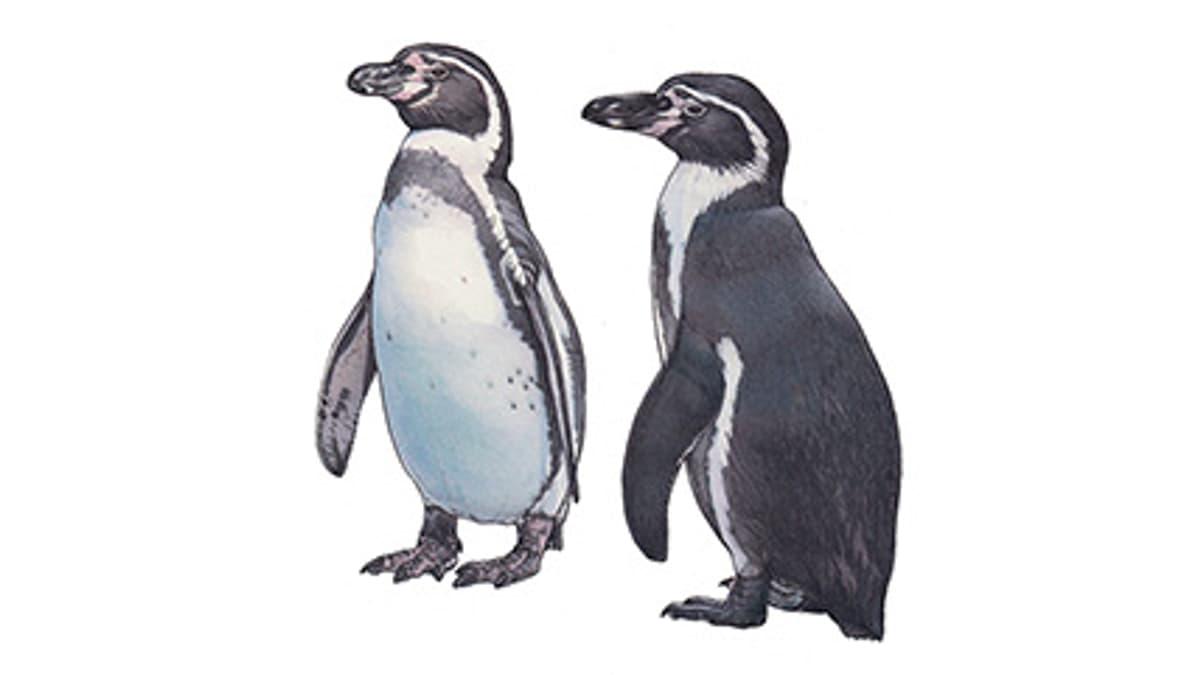 Illustration Humboldt penguin