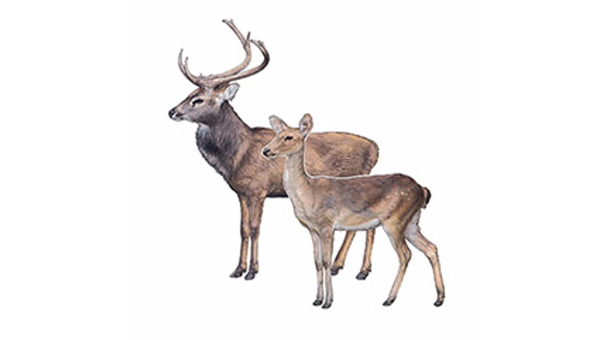 Illustration Burmese brow-antlered deer