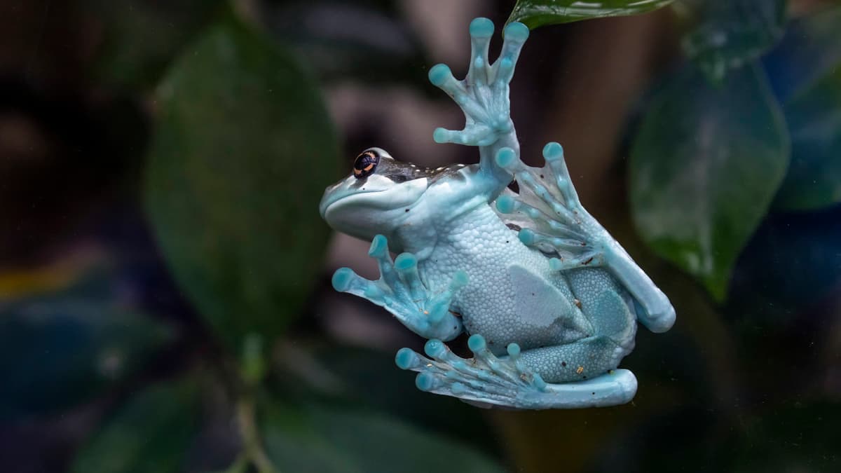 Deciphering blue bones | Zoo Zürich