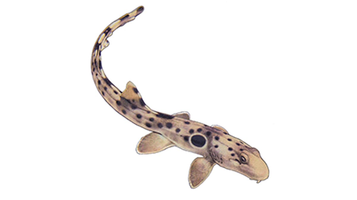 Epaulette Shark Zoo Zurich