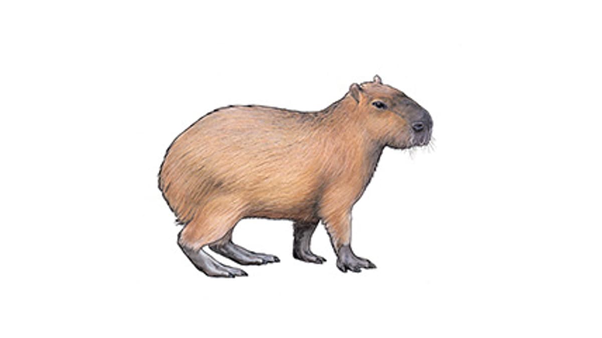 Essbar Capybara Kapibara Wasserschwein