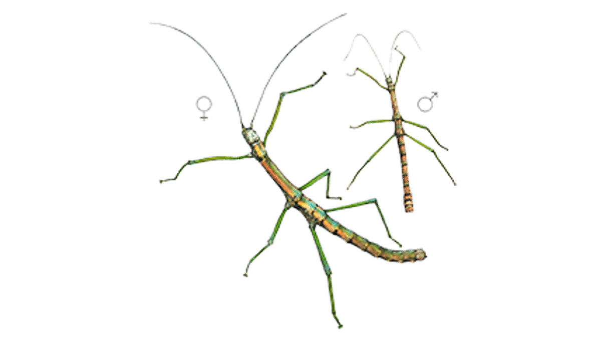 Illustration Nui Chua Stabschrecke