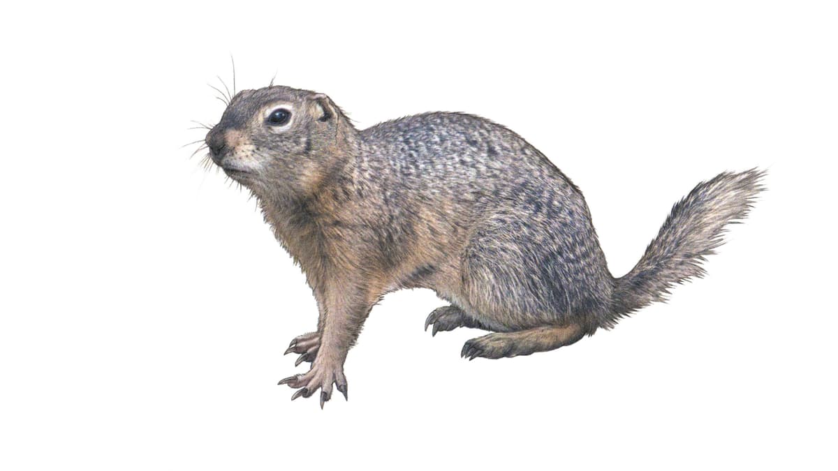 Illustration Europäischer Ziesel