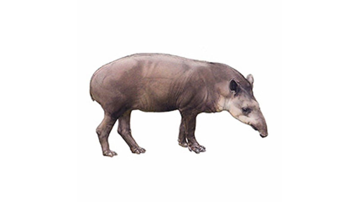 Illustration Flachlandtapir