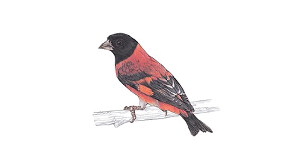 Illustration Kapuzenzeisig