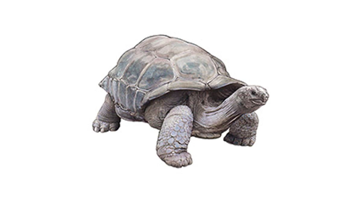 Illustration Aldabra-Riesenschildkröte