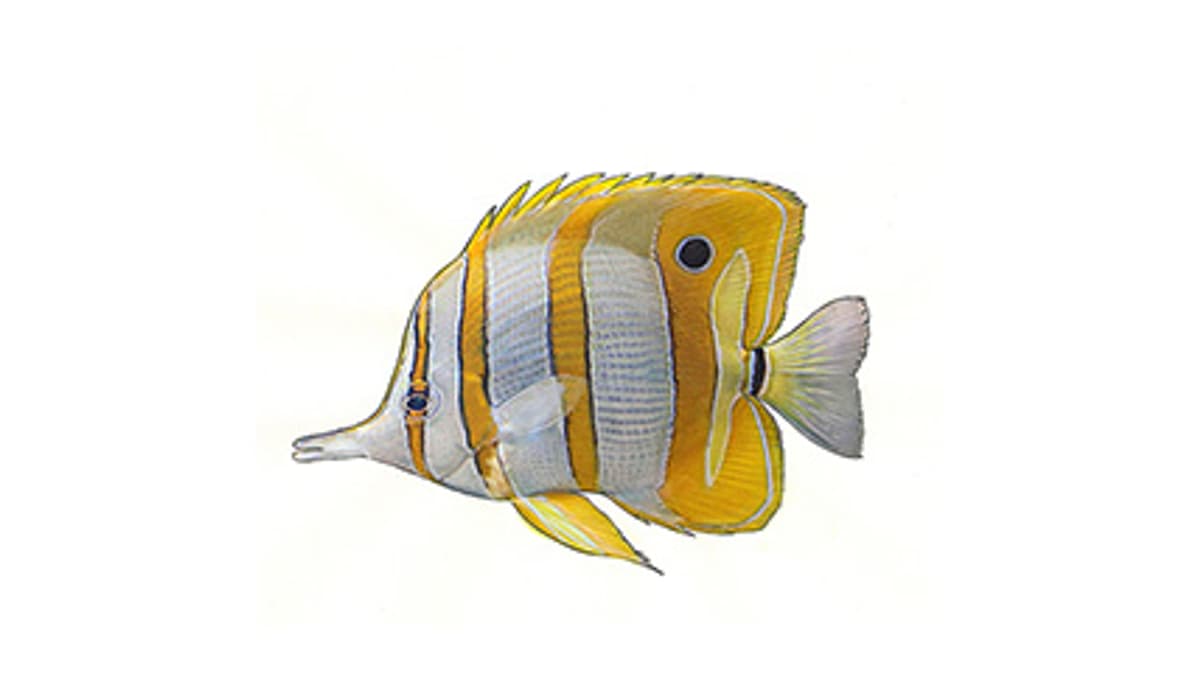Illustration Kupferbinden-Pinzettfisch
