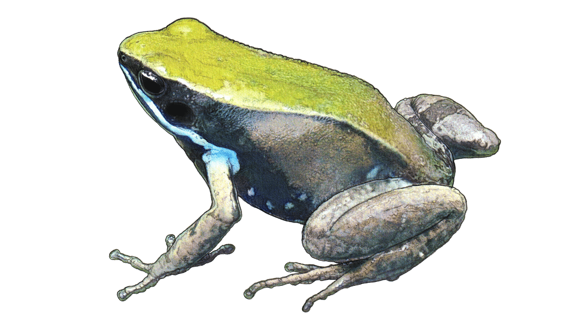 Illustration Grünes Buntfröschchen