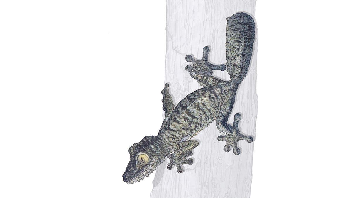 Madagaskar-Plattschwanzgecko