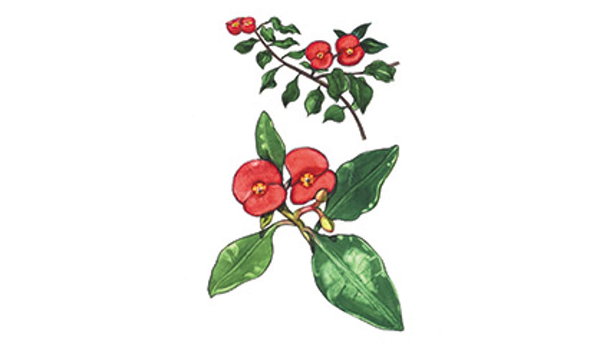 Illustration Euphorbia geroldii