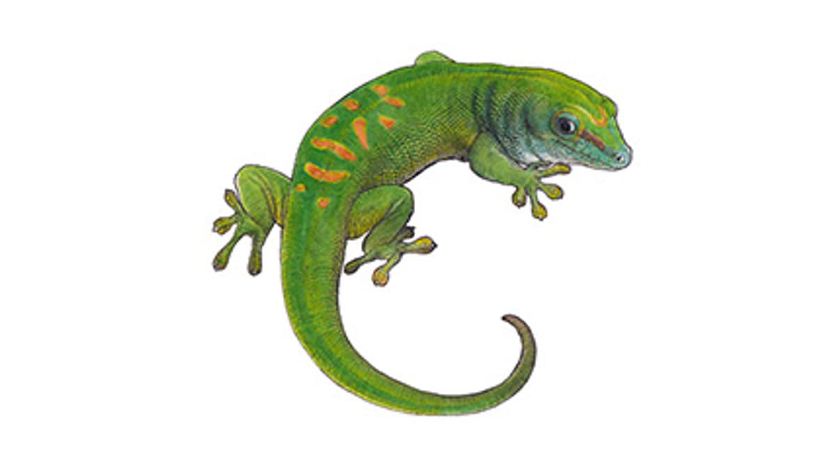 Illustration Grosser Madagaskar-Taggecko