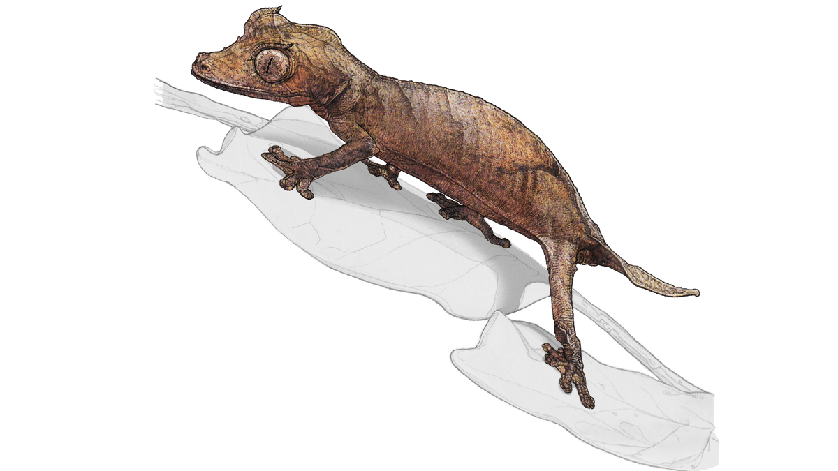 Illustration Nosy Bé Flat-tailed gecko
