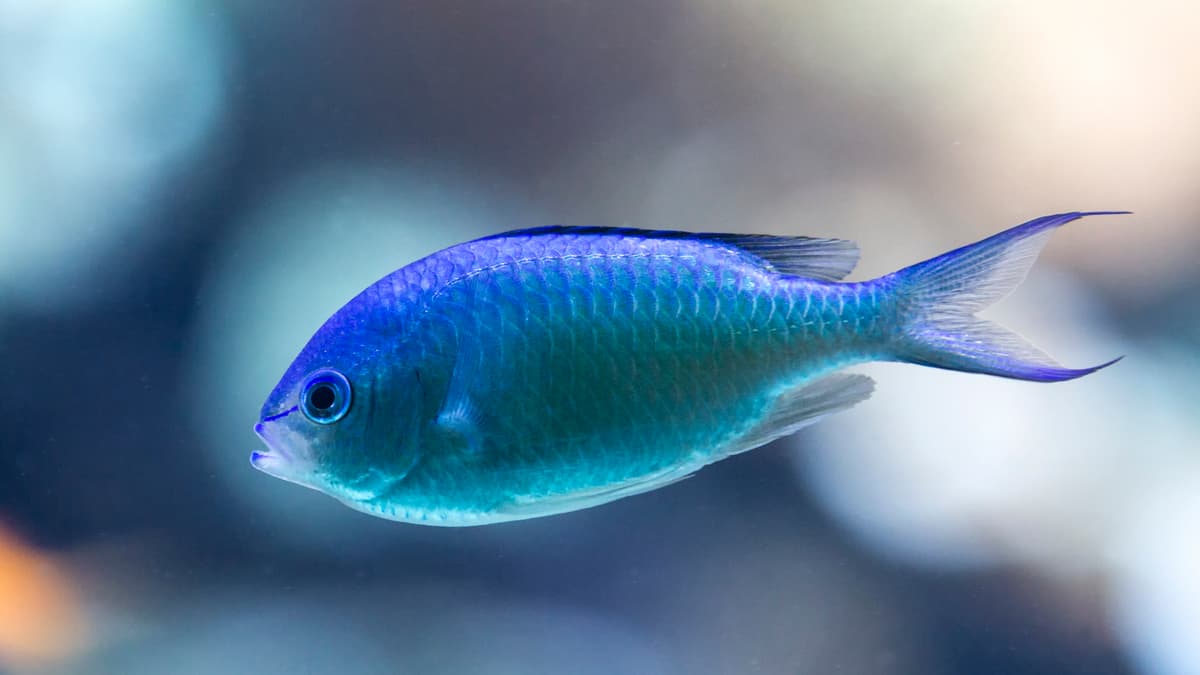 Blue-green chromis | Zoo Zürich