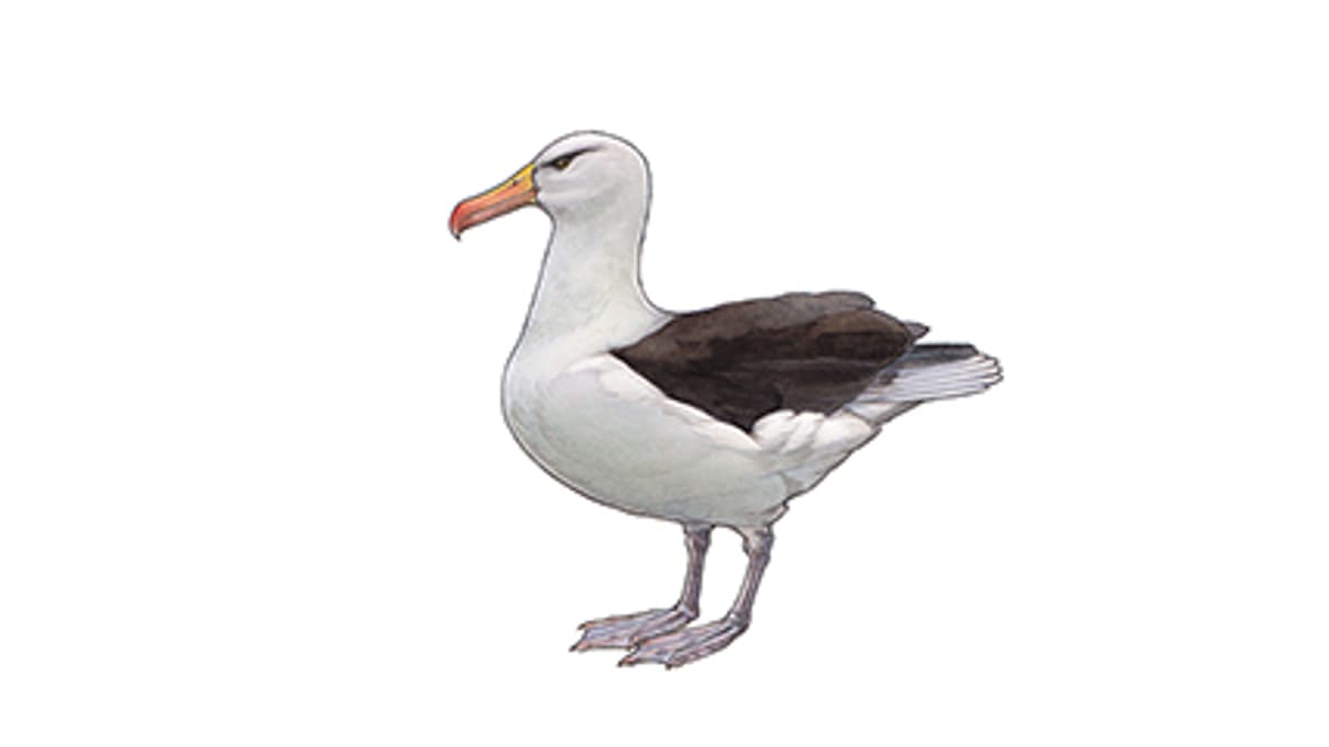Illustration Schwarzbrauenalbatross