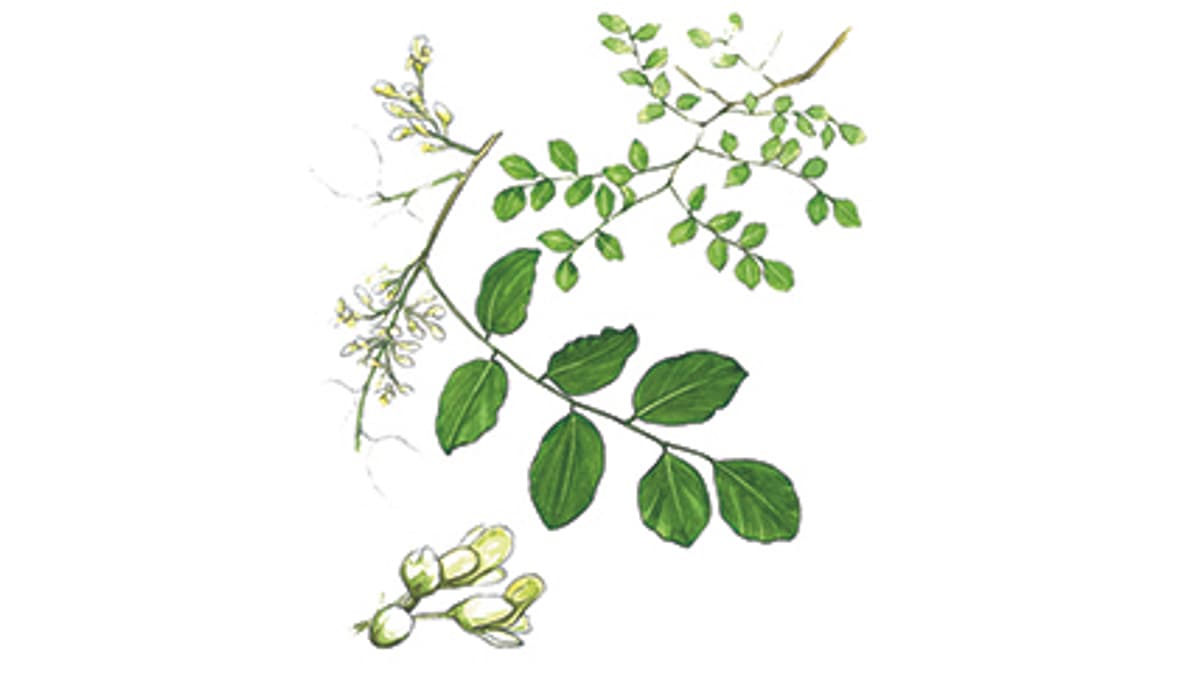Illustration Palisander- oder Rosenholzbaum