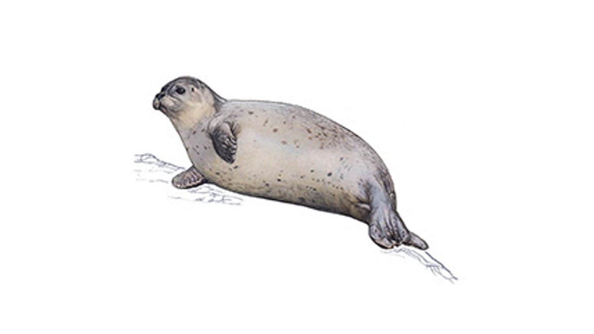 Illustration phoque veau-marin