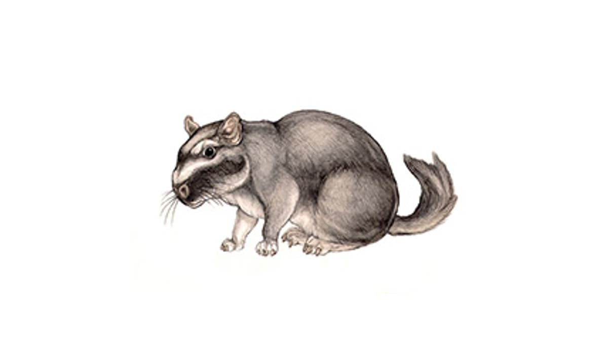 Illustration Flachland-Viscacha