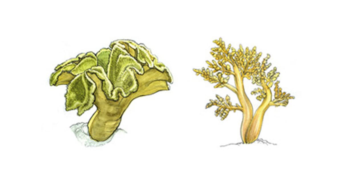 Soft corals | Zoo Zürich