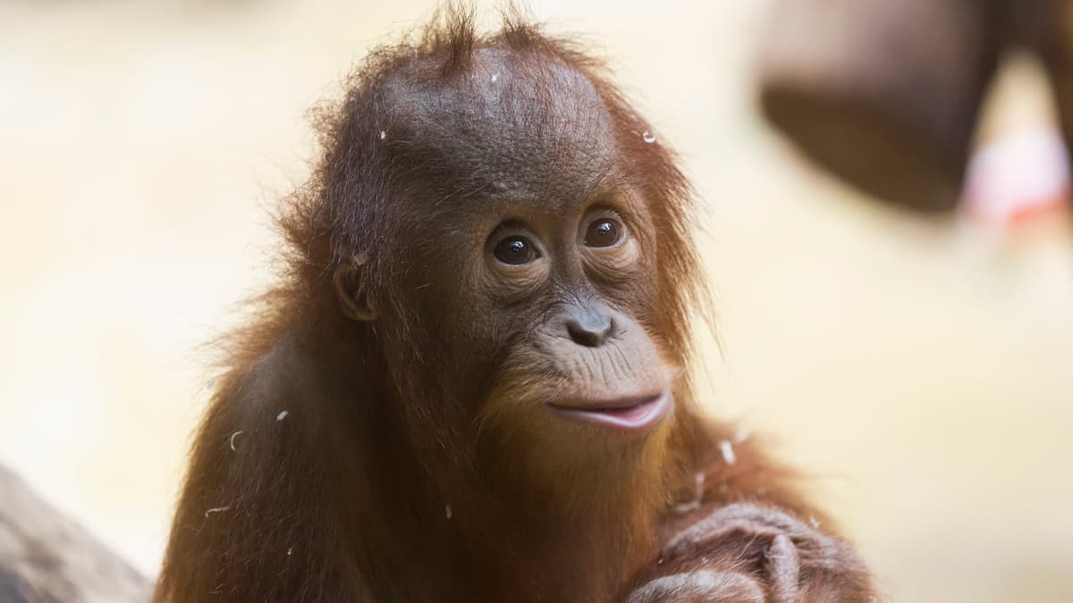 Sumatran orangutan | Zoo Zürich