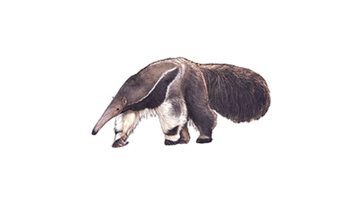Illustration Grosser Ameisenbär