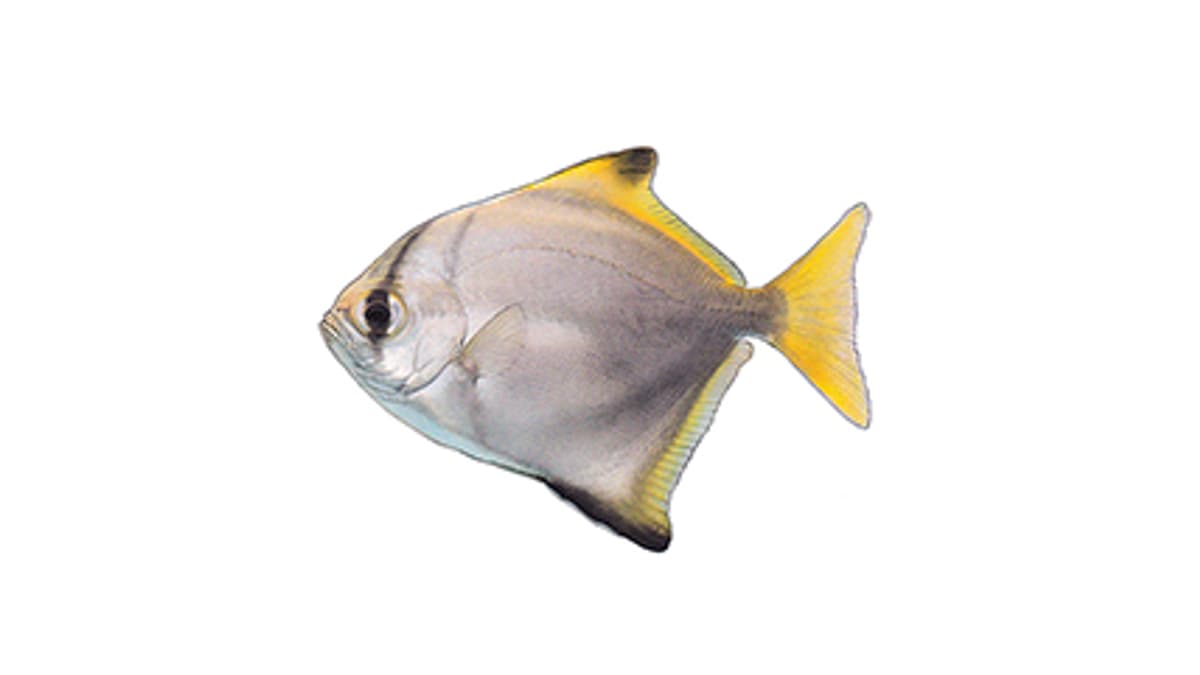 Illustration Silberflossenblatt