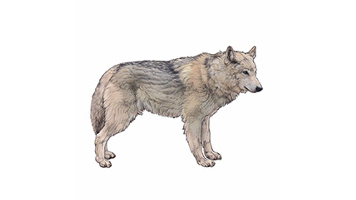 Illustration Mongolischer Wolf