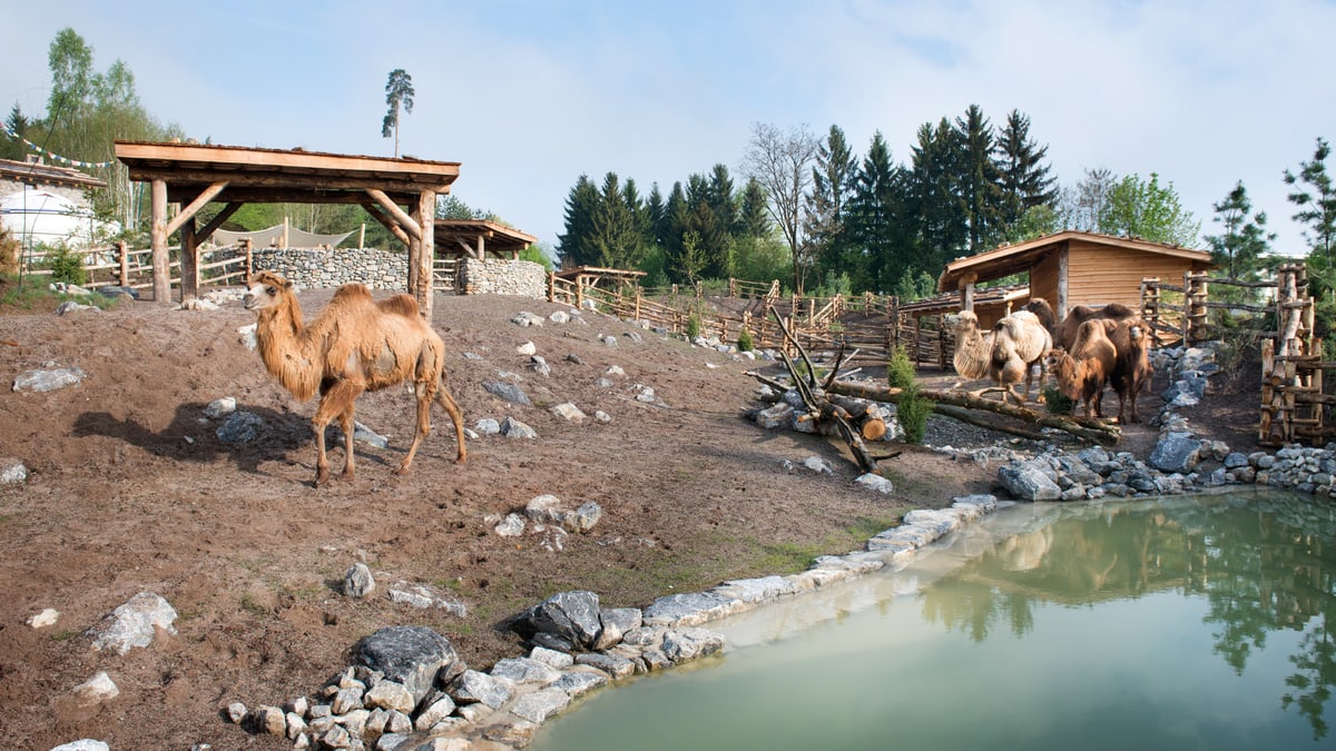 Mongolian steppe | Zoo Zürich