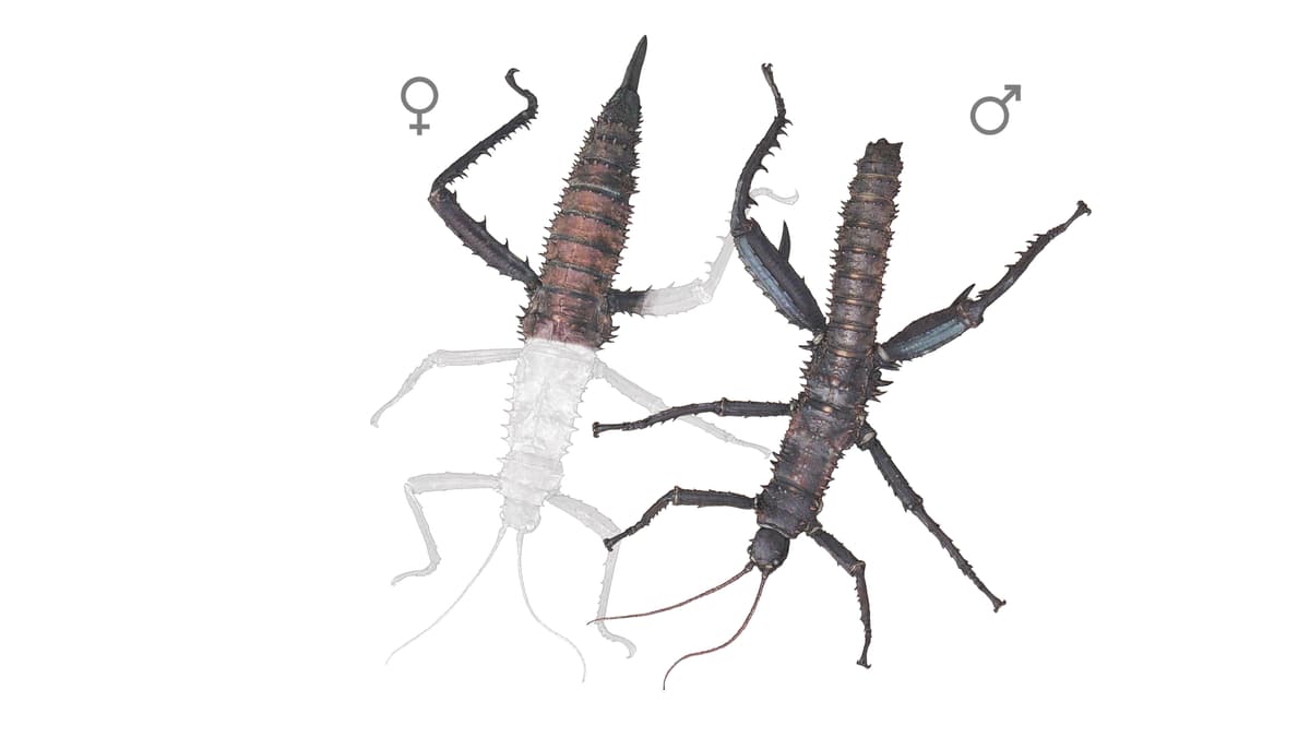 Illustration Dornschrecke