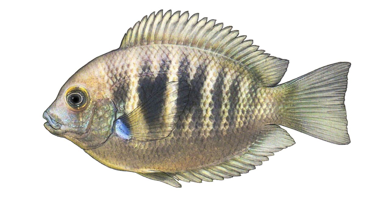 Illustration Canara pearlspot