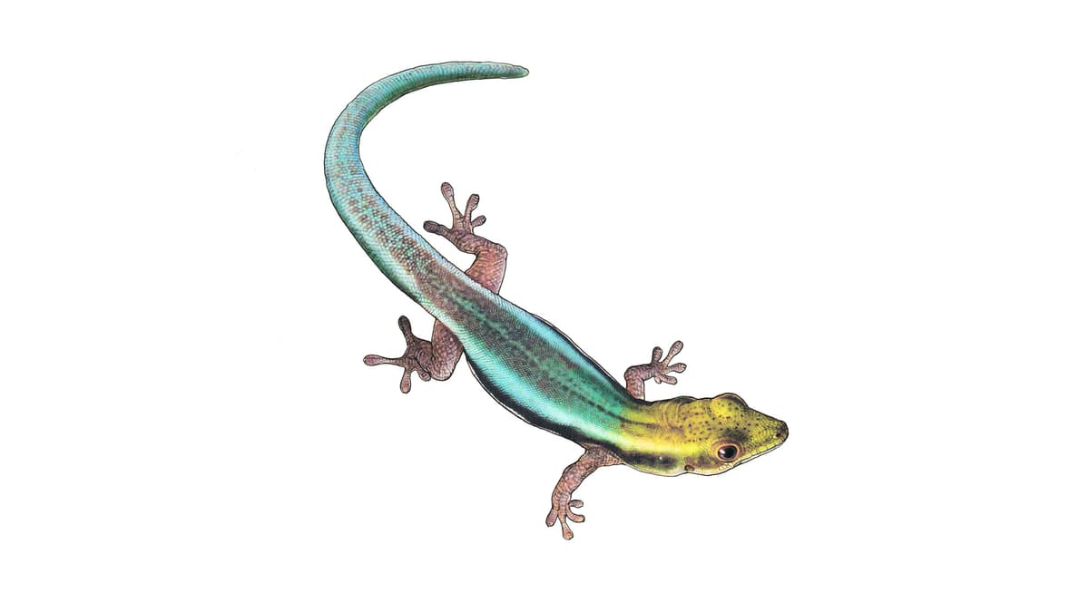 Blauer Bambus-Taggecko