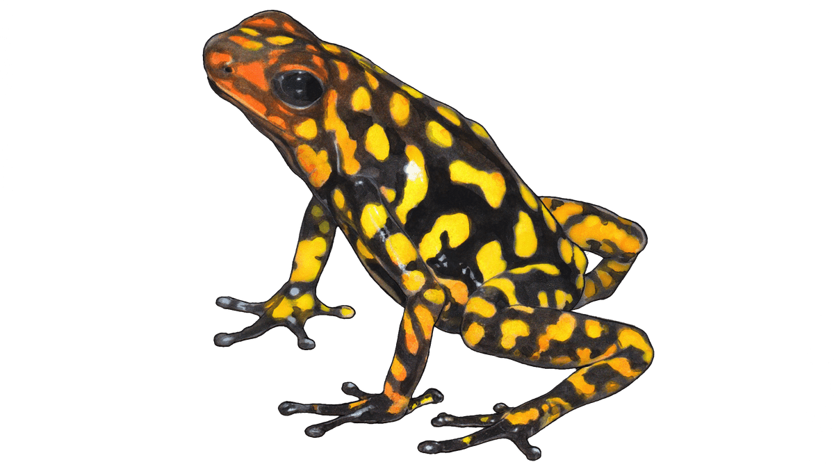 Illustration Grenouille Anchicayá 