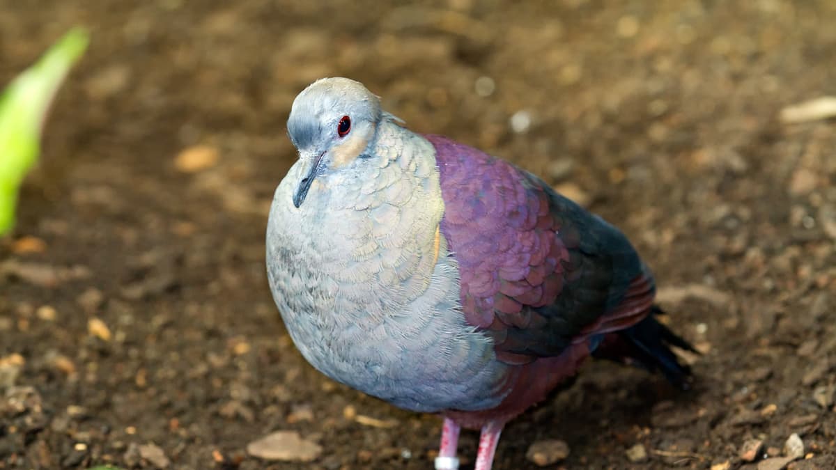 JamaikaErdtaube Zoo Zürich