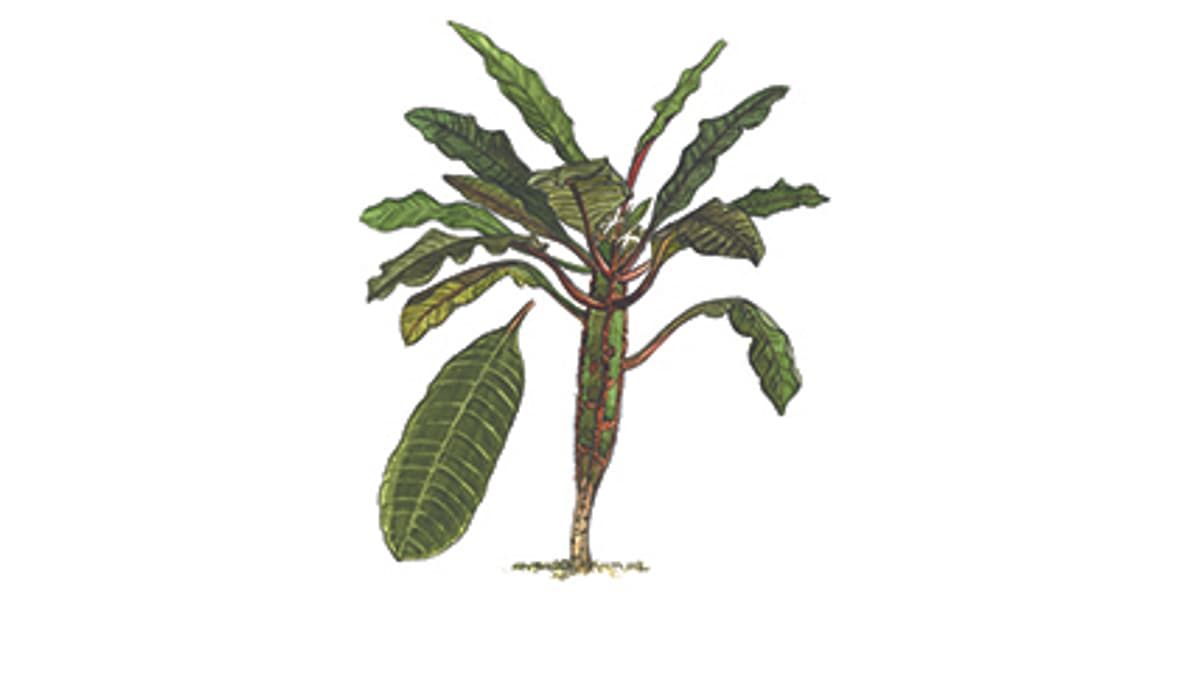 Illustration Euphorbia leuconeura
