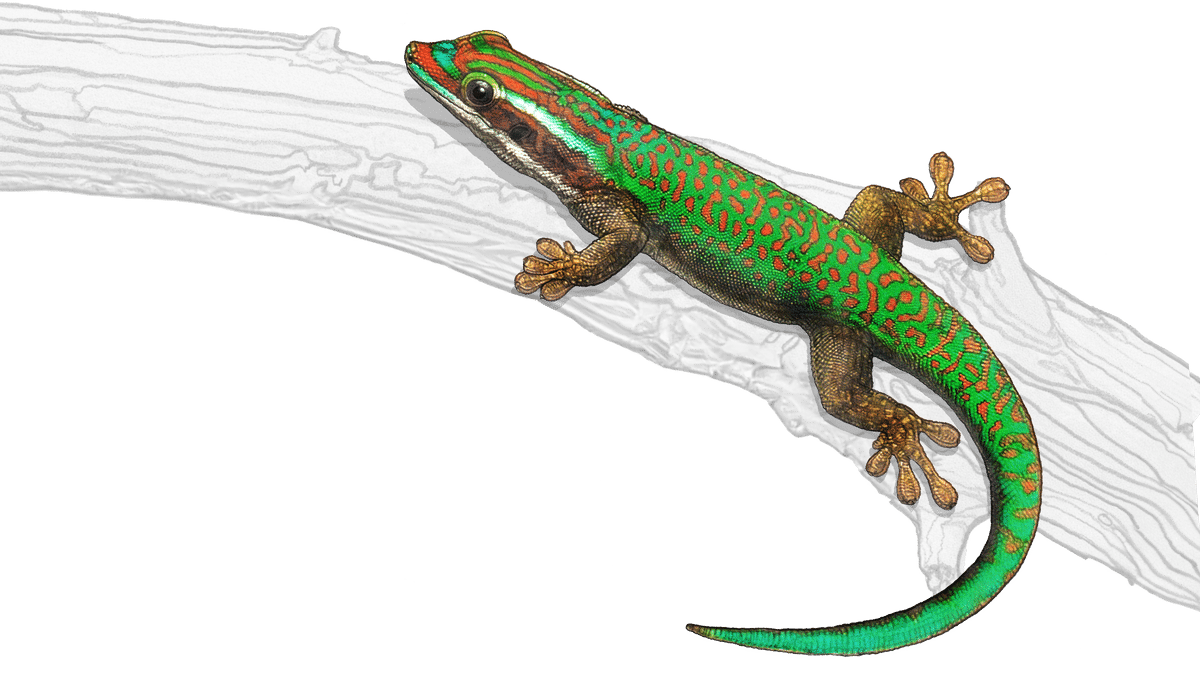 Illustration Manapany day gecko