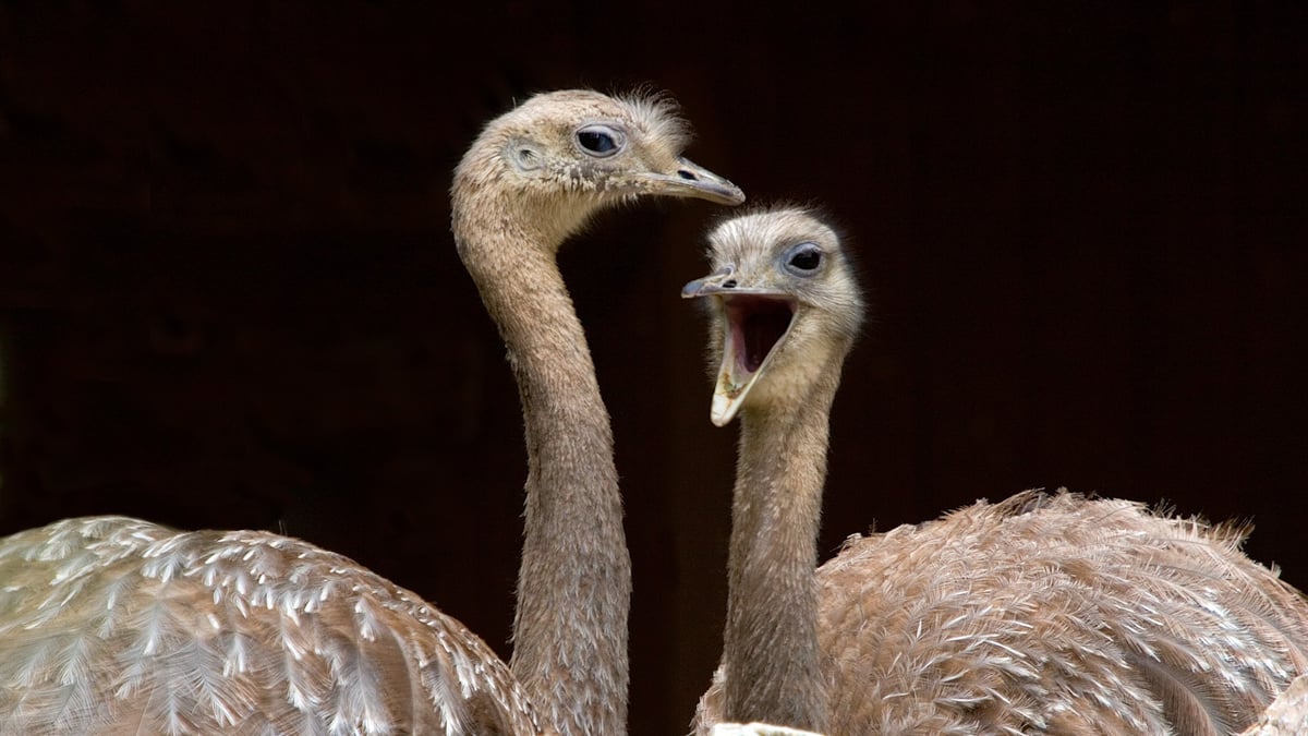 DarwinNandu Zoo Zürich