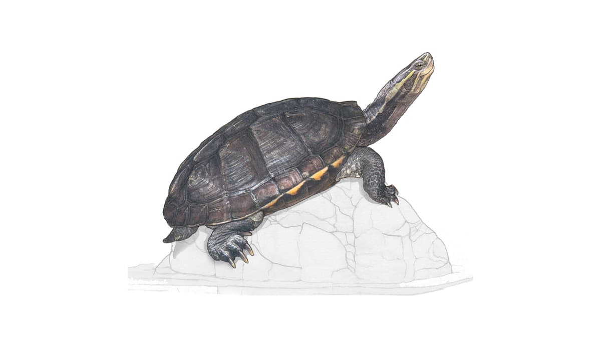 Annam Bachschildkröte