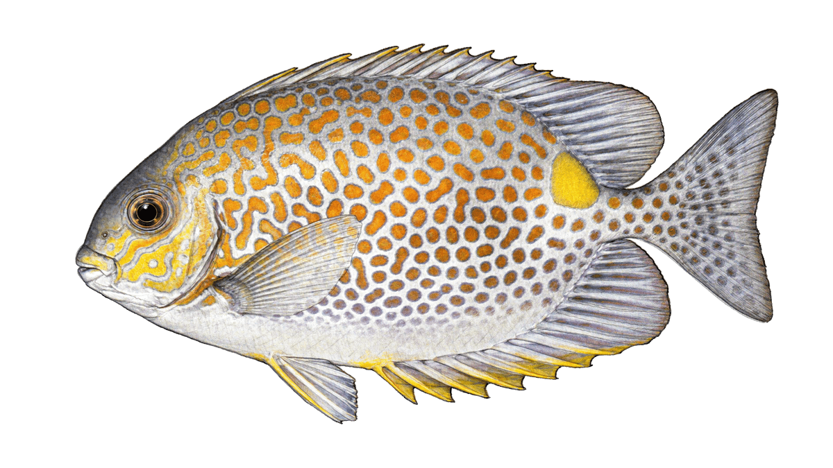 Illustration Gefleckter Kaninchenfisch