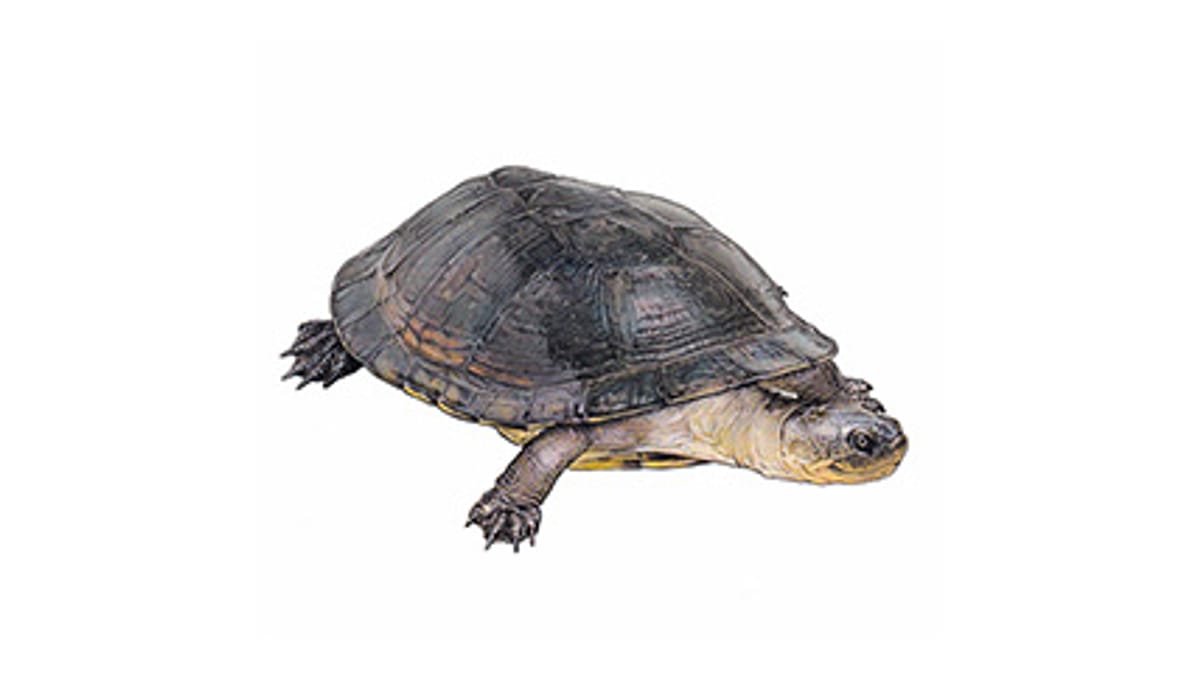 Illustration Dunkle Pelomedusen-Sumpfschildkröte