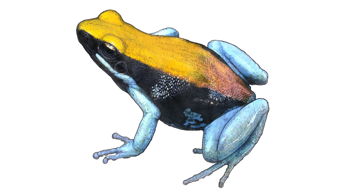Illustration de la mantelle à pattes bleues