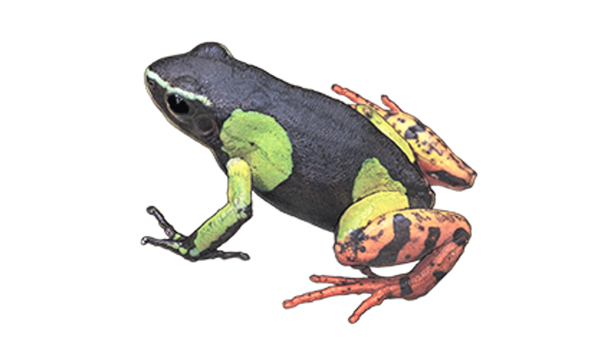 Illustration of the painted mantella