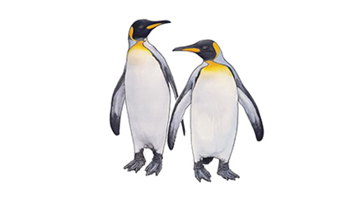 Illustration King Penguin