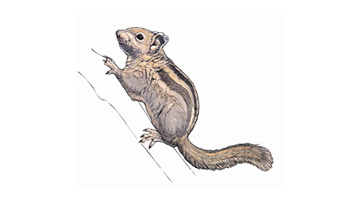 Illustration Chinesisches Baumstreifenhörnchen