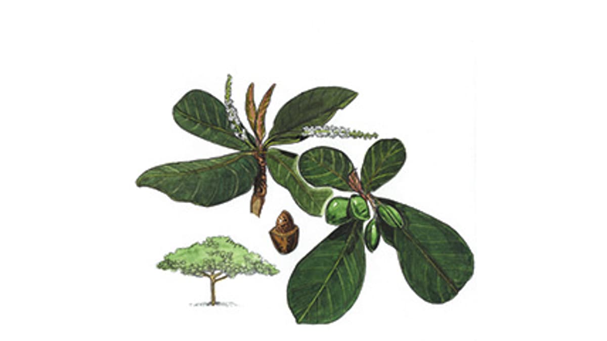 Illustration Indischer Mandelbaum