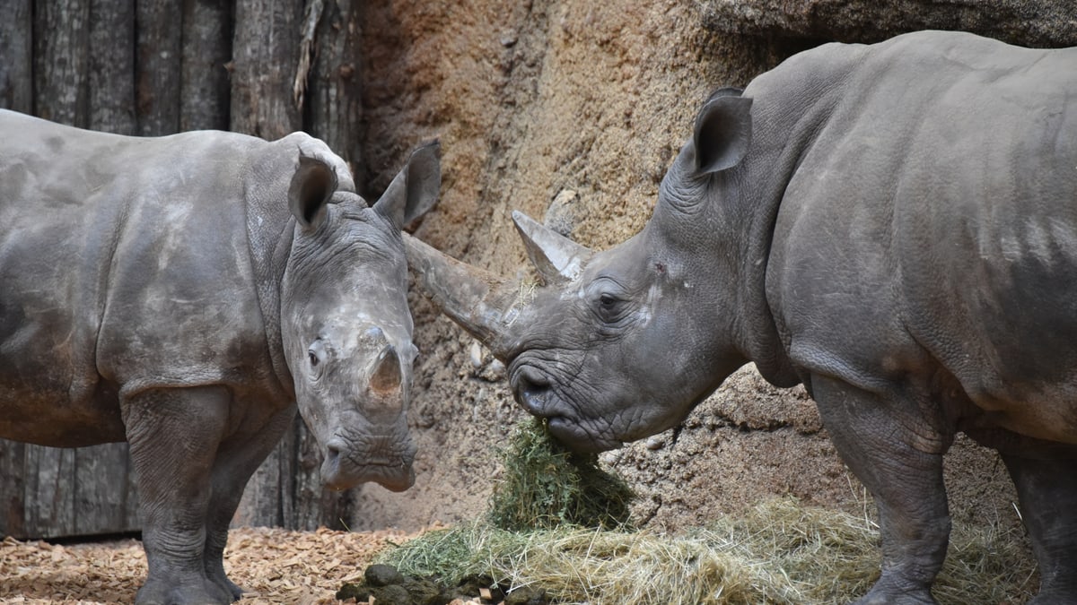 southern white rhinoceros | Zoo Zürich southern white rhinoceros | Zoo Zürich