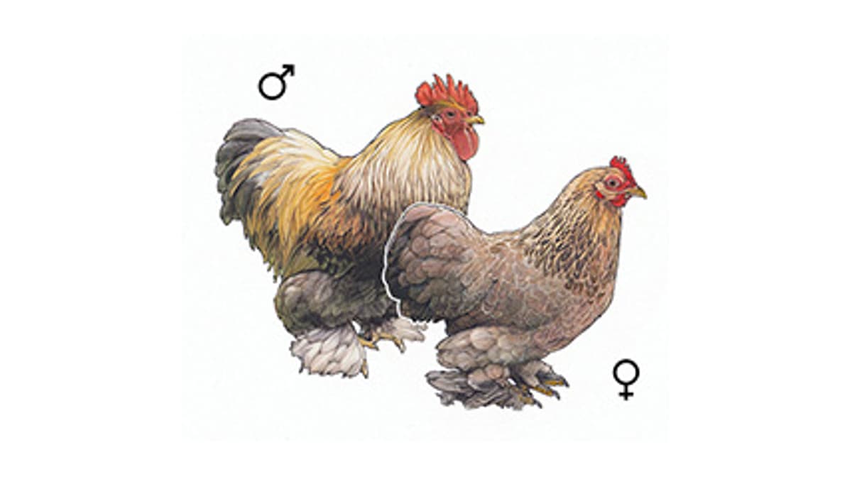 Illustration Zwerg-Cochin